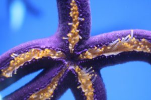 purple starfish macro
